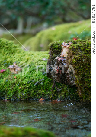 A pottery frog installed in the garden of Tenjuan, Nanzenji Temple, Kyoto 96814761