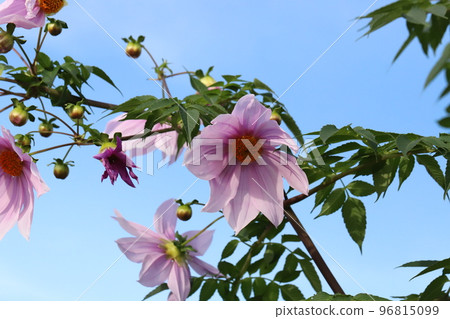 帝王大麗花 (grove dahlia) 的粉紅色花朵在日本深秋的藍天中閃耀 96815099