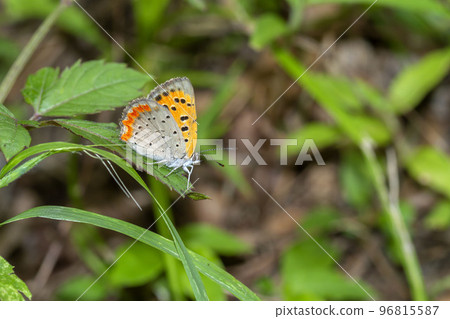 Lycaena phlaeas Lycaena phlaeas 96815587