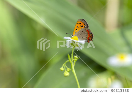 Bennisimi Bennisimi 96815588
