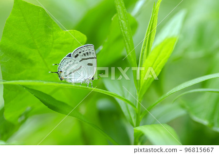 Mizuiro Onigajima 96815667