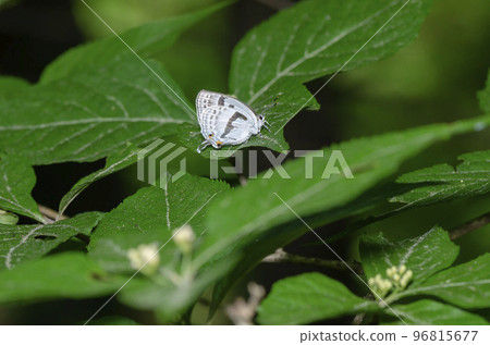 Mizuiro Onigajima 96815677
