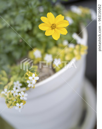 鬼針草和假馬齒莧花 96816062