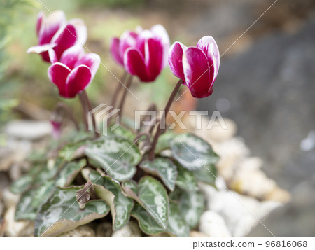 有紅色花的庭院仙客來 有紅色花的庭院仙客來 96816068