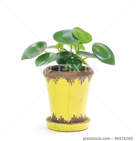 Potted plant of foliage plant, Peperomia Jade [white background] 96816260