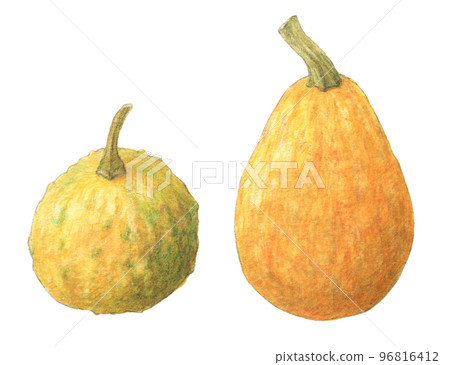Pumpkin (pepo pumpkin) watercolor pencil illustration 96816412