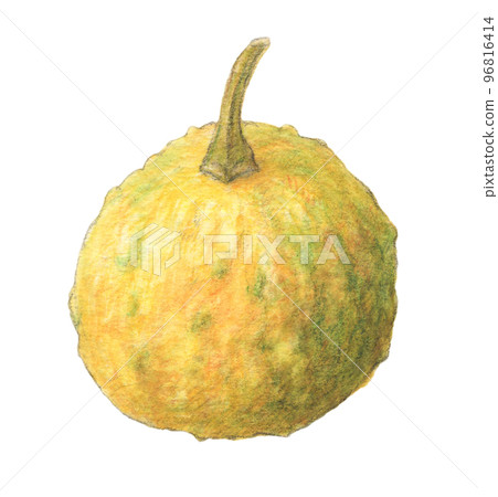 南瓜 (pepo 南瓜) 水彩鉛筆插圖 96816414