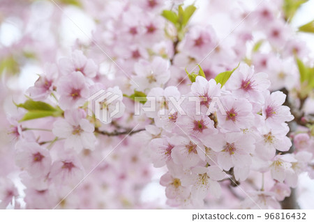 河津櫻花在早春 河津櫻花在早春 96816432