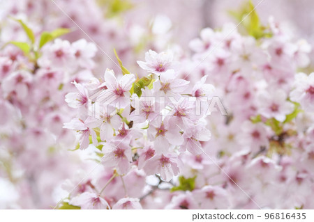 河津櫻花在早春 河津櫻花在早春 96816435