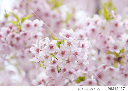 Kawazu cherry blossoms in early spring Kawazu cherry blossoms in early spring 96816437