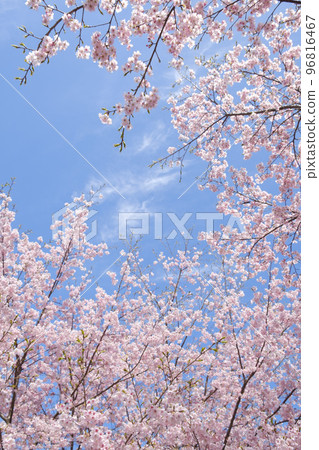 河津櫻花在早春 96816467