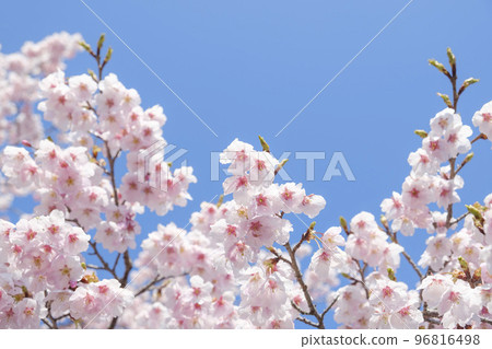 河津櫻花在早春 96816498