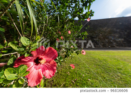 芙蓉和琉球王朝首里城公園城堡砌築牆 芙蓉和琉球王朝首里城公園城堡砌築牆 96816606