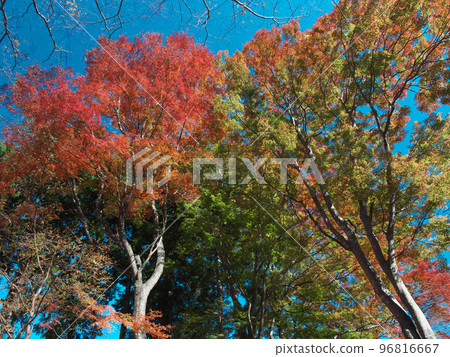 Bright autumn leaves in Hakone Bright autumn leaves in Hakone 96816667