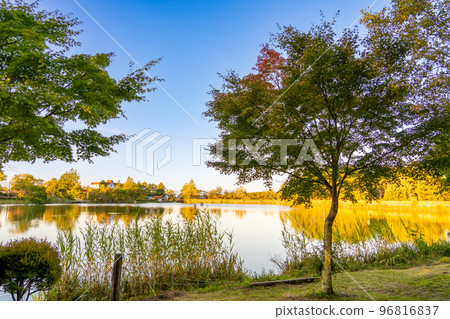 長野縣茅野市秋天的早晨，葉子開始變色的時候，在棠科湖邊 96816837