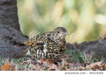 Tratumegi Tratumegi 96816866