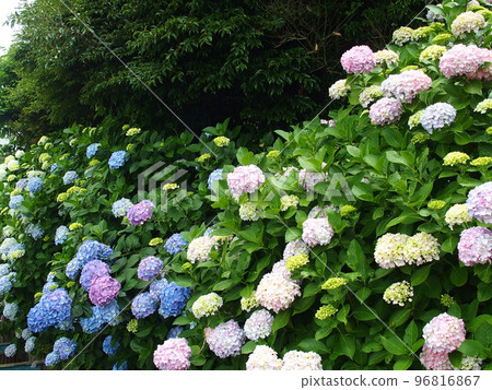 Colorful hydrangeas blooming through the garden fence Colorful hydrangeas blooming through the garden fence 96816867