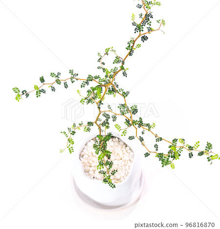 Leaves of Sophora prostrata (fairy tale tree), a foliage plant [white background] 96816870