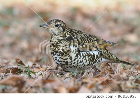 Tratumegi Tratumegi 96816955