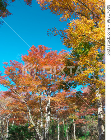 Bright autumn leaves in Hakone Bright autumn leaves in Hakone 96817009