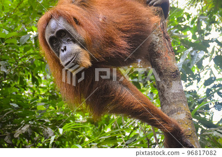Low angle view of a female adult sumatran orangutan or Pongo abelii spotted in the wilderness of Mount Leuser National Park Bukit Lawang, Indonesia 96817082