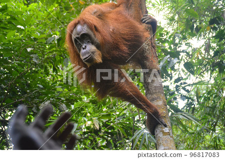 A female adult sumatran orangutan or Pongo abelii heading towards the open hands of a man in Mount Leuser National Park Bukit Lawang, Indonesia 96817083