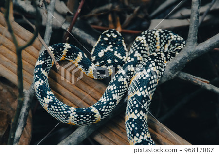 A female Tropidolaemus wagleri, more commonly known as Waglers pit viper spotted in Bukit Lawang North Sumatra, Indonesia 96817087