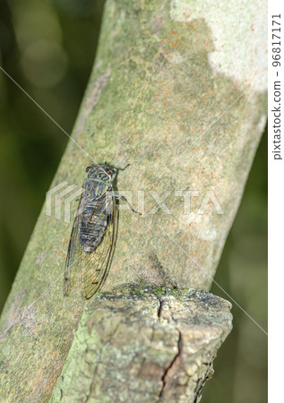 Tsukutsukubi 96817171