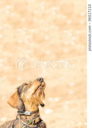 Photo with copy space of a Teckel Breed dog looking up Photo with copy space of a Teckel Breed dog looking up 96817210