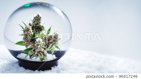 Cannabis banner. Merry Christmas and Happy New Year card with hemp in snow globe with snow 96817246