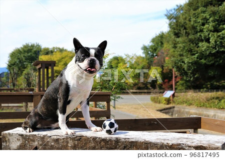 Mighty, the Boston Terrier, who puts a soccer ball in front of him that he enjoyed playing on his favorite dog run and stares at it cutely♡ 96817495