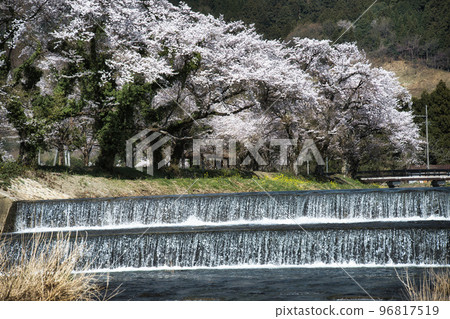 約後川畔的櫻花 Spring 2022 96817519