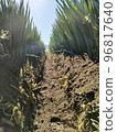 After raising green onions 96817640