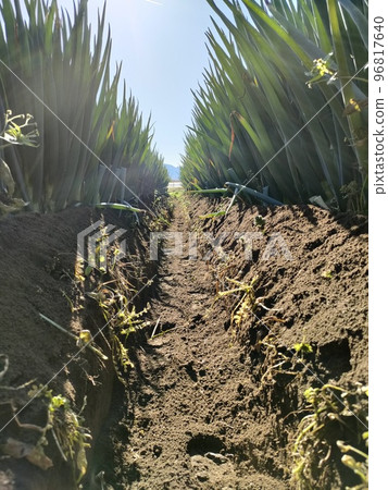 After raising green onions 96817640