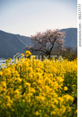 Cherry Blossoms at Lake Yogo Spring 2022 96817777