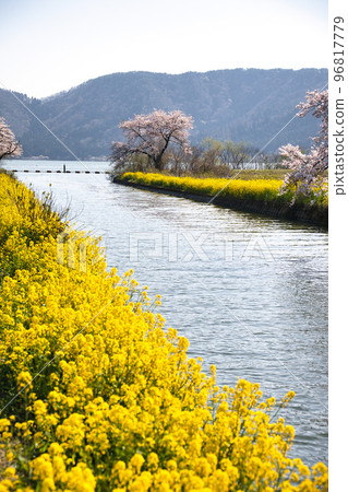 2022年春日約後湖的櫻花 96817779