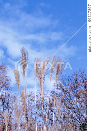 枯萎的蒲葦在藍天和風中搖曳 96817867