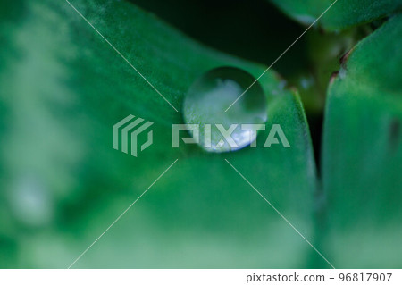 water droplets on clover leaf water droplets on clover leaf 96817907