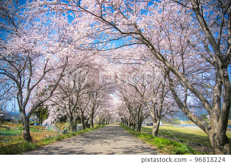 Row of cherry blossom trees along the bank of the Takatoki River 2022 Row of cherry blossom trees along the bank of the Takatoki River 2022 96818224