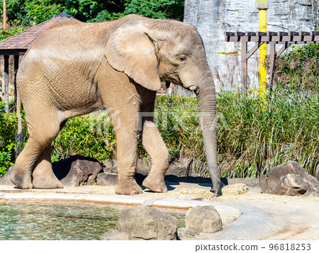 Big but friendly African elephant 96818253
