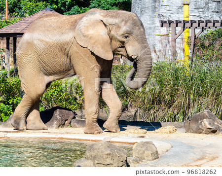 Big but friendly African elephant 96818262