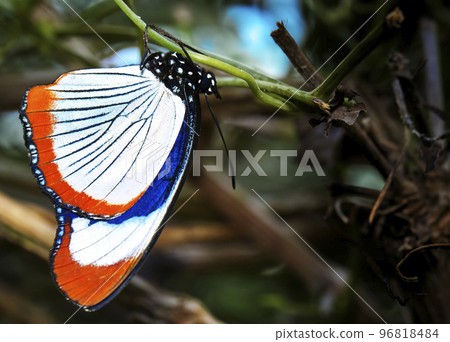 Diadem butterfly, Hypolimnas usambara, from Tanzania hangs upside down on a green stem 96818484