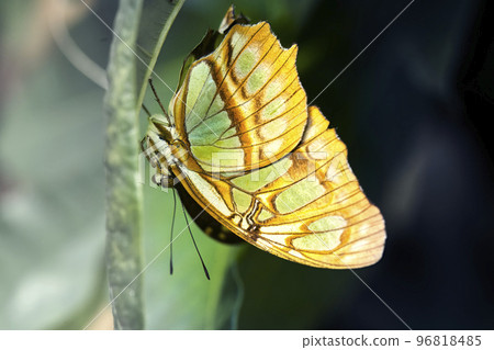 Malachite butterfly, Siproeta stelenes, crawling upside down on the surface of a leaf, macro Malachite butterfly, Siproeta stelenes, crawling upside down on the surface of a leaf, macro 96818485