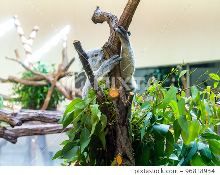 Humorous and cute koala Humorous and cute koala 96818934