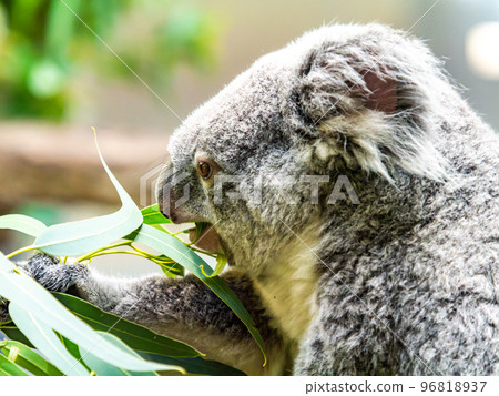 Humorous and cute koala eating Humorous and cute koala eating 96818937