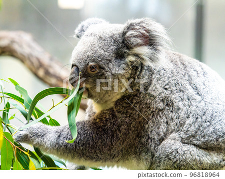 Humorous and cute koala eating 96818964