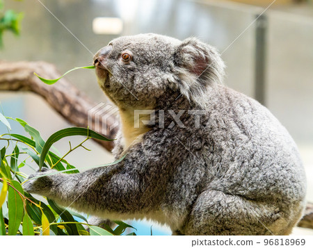 幽默可愛的考拉吃東西 96818969