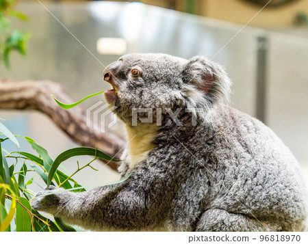 Humorous and cute koala eating Humorous and cute koala eating 96818970