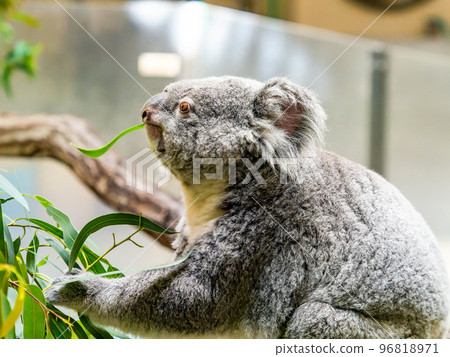 幽默可愛的考拉吃東西 96818971