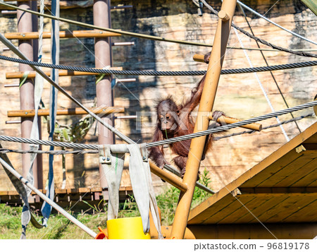 Cute baby orangutan 96819178